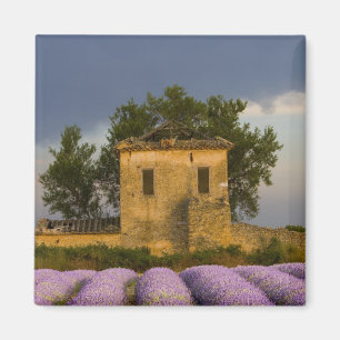Frankrijk, Provence. Lavendelveld en Magneet