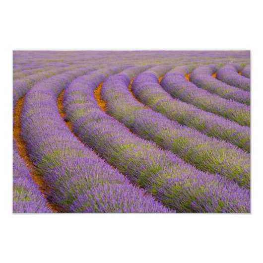 Frankrijk, Provence regio. Gebogen rijen van Foto Afdruk (Voorkant)