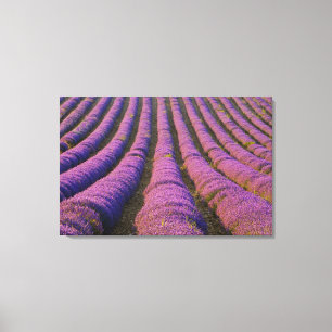 Frankrijk, Provence Regio. Ordelijke rijen van Canvas Afdruk