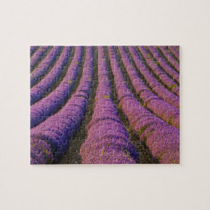 Frankrijk, Provence Regio. Ordelijke rijen van Legpuzzel