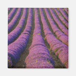 Frankrijk, Provence Regio. Ordelijke rijen van Magneet