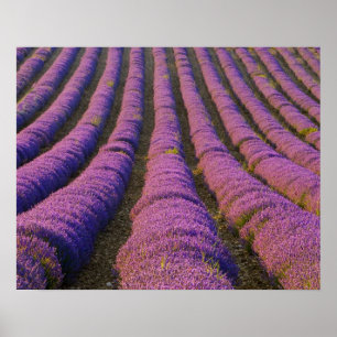 Frankrijk, Provence Regio. Ordelijke rijen van Poster
