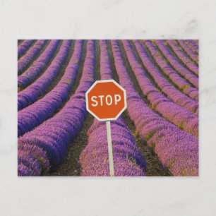 Frankrijk, Provence. Rijen lavendel en stop Briefkaart