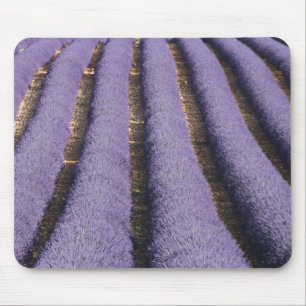 Frankrijk, Provence. Rijen lavendel in bloei. 2 Muismat