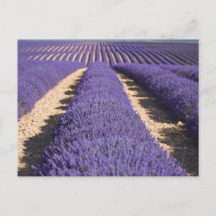 Frankrijk, Provence. Rijen lavendel in bloei. 3 Briefkaart