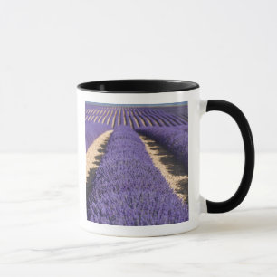 Frankrijk, Provence. Rijen lavendel in bloei. 3 Mok