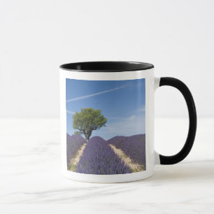 Frankrijk, Provence. Rijen lavendel in bloei. 4 Mok