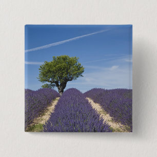 Frankrijk, Provence. Rijen lavendel in bloei. 4 Vierkante Button 5,1 Cm