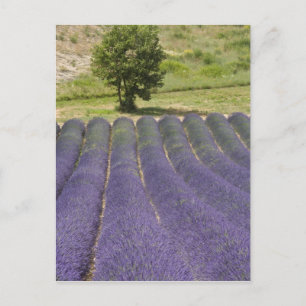 Frankrijk, Provence. Rijen lavendel in bloei. Briefkaart