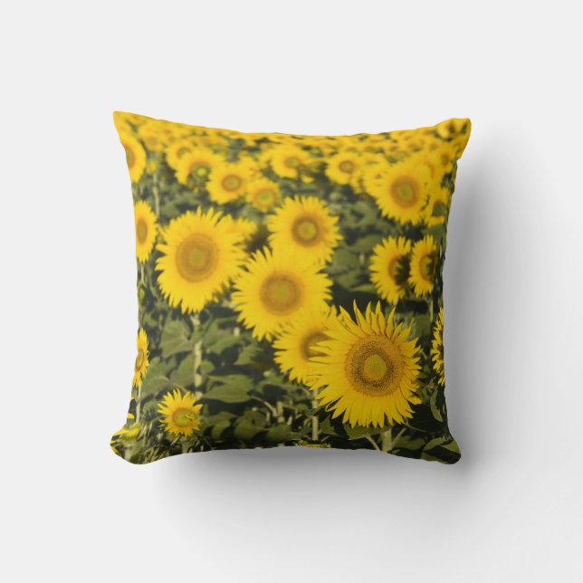 Frankrijk, Provence, Valensole. Gebied van Kussen (Voorkant)