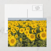 Frankrijk, Provence, Valensole. Veld van Briefkaart (Voorkant / Achterkant)
