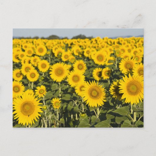 Frankrijk, Provence, Valensole. Veld van Briefkaart (Voorkant)