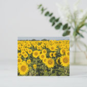 Frankrijk, Provence, Valensole. Veld van Briefkaart (Staand voorkant)