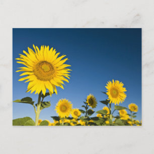 Frankrijk, Provence, Valensole. Zonnebloemen staan Briefkaart