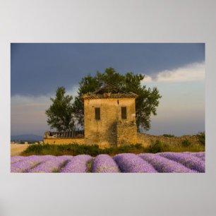 Frankrijk, Provence. Veld van lavendel en Poster
