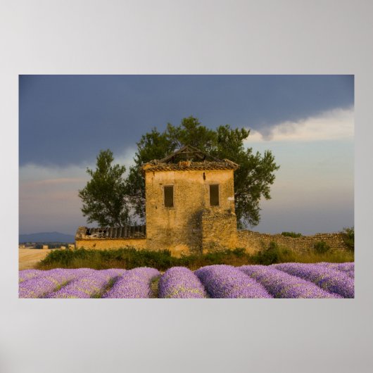 Frankrijk, Provence. Veld van lavendel en Poster (Voorkant)