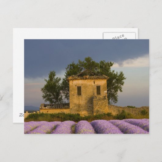 Frankrijk, Provence. Waaiveld en Briefkaart (Voorkant / Achterkant)