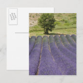 Frankrijk, Provence. Wegen lavendel in bloei. Briefkaart (Voorkant / Achterkant)
