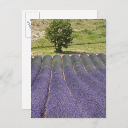 Frankrijk, Provence. Wegen lavendel in bloei. Briefkaart (Voorkant / Achterkant)