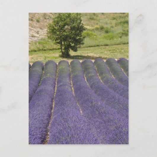 Frankrijk, Provence. Wegen lavendel in bloei. Briefkaart (Voorkant)