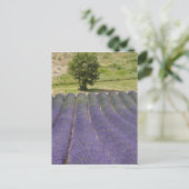 Frankrijk, Provence. Wegen lavendel in bloei. Briefkaart (Staand voorkant)