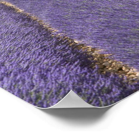 Frankrijk, Provence. Wegen lavendel in bloei. Poster (Hoek)