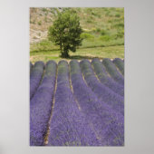 Frankrijk, Provence. Wegen lavendel in bloei. Poster (Voorkant)
