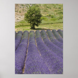 Frankrijk, Provence. Wegen lavendel in bloei. Poster