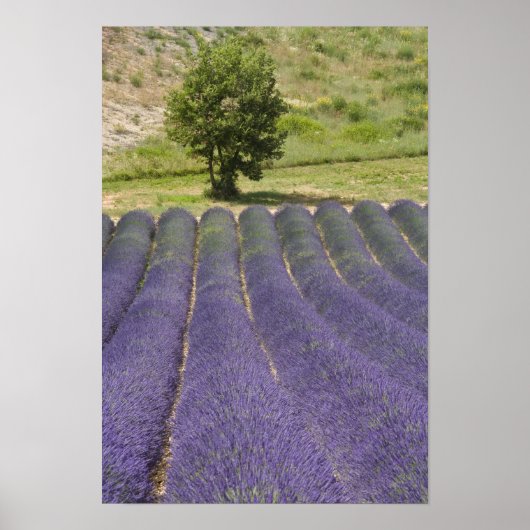 Frankrijk, Provence. Wegen lavendel in bloei. Poster (Voorkant)