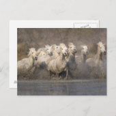 Frankrijk, Provence. Witte Camargue-paarden Briefkaart (Voorkant / Achterkant)