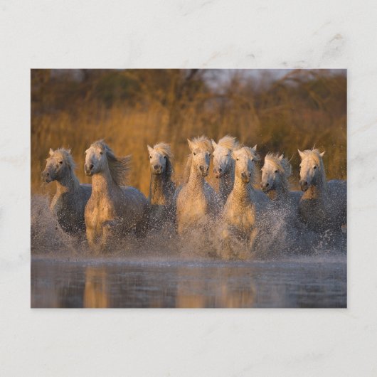 Frankrijk, Provence. Witte Camargue paarden Briefkaart (Voorkant)