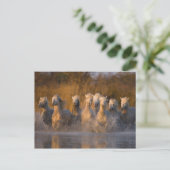 Frankrijk, Provence. Witte Camargue paarden Briefkaart (Staand voorkant)