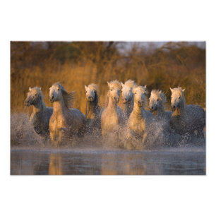 Frankrijk, Provence. Witte Camargue paarden Foto Afdruk