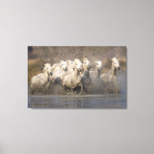 Frankrijk, Provence. Witte Camargue-paarden in gal Canvas Afdruk