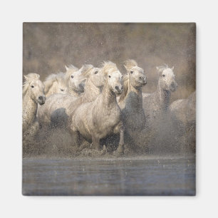Frankrijk, Provence. Witte Camargue-paarden in gal Magneet