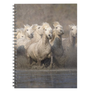 Frankrijk, Provence. Witte Camargue-paarden in gal Notitieboek