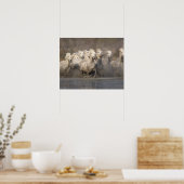 Frankrijk, Provence. Witte Camargue-paarden Poster (Keuken)