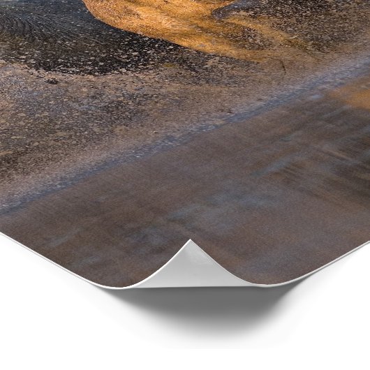 Frankrijk, Provence. Witte Camargue paarden Poster (Hoek)