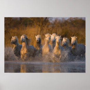 Frankrijk, Provence. Witte Camargue paarden Poster