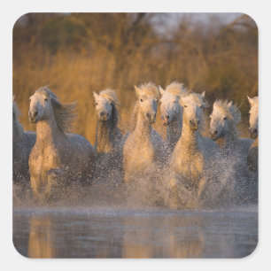 Frankrijk, Provence. Witte Camargue-paarden Vierkante Sticker