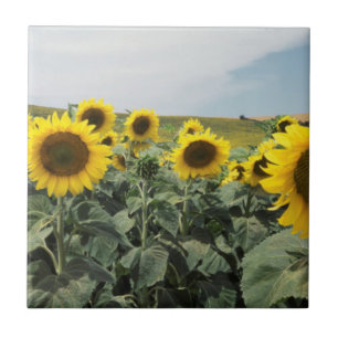Frankrijk Provence, Zicht op zonnebloemveld Tegeltje