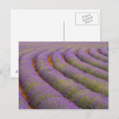 Frankrijk, regio Provence. Gebogen rijen van Briefkaart (Voorkant / Achterkant)