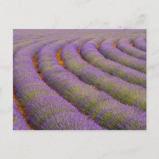 Frankrijk, regio Provence. Gebogen rijen van Briefkaart (Voorkant)
