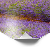 Frankrijk, regio Provence. gebogen rijen van Foto Afdruk (Hoek)