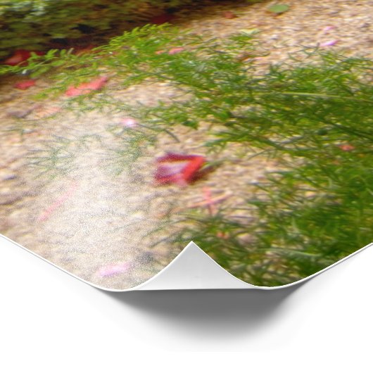 Frankrijk, St. Remy de Provence, kruidnagelvijvers Foto Afdruk (Hoek)