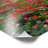 Frankrijk, St. Remy de Provence, kruidnagelvijvers Foto Afdruk (Hoek)