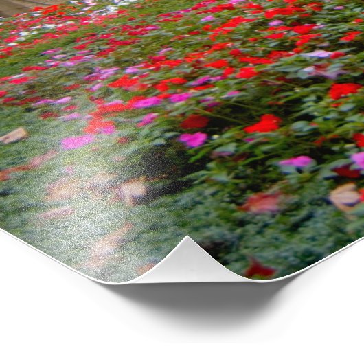 Frankrijk, St. Remy de Provence, kruidnagelvijvers Foto Afdruk (Hoek)