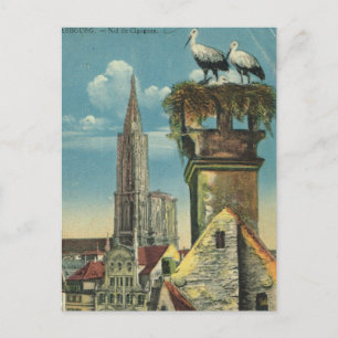 Frankrijk, Straatsburg, Stork nests 1930 Briefkaart