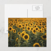 Frankrijk, Vaucluse, sunflowers field Briefkaart (Voorkant / Achterkant)