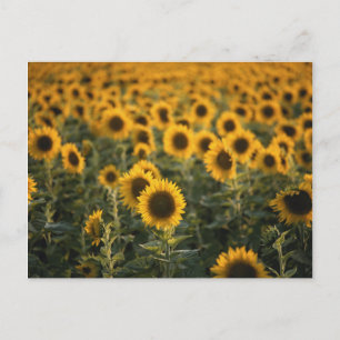 Frankrijk, Vaucluse, zonnebloemenveld Briefkaart